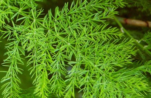 Asparagus racemosus