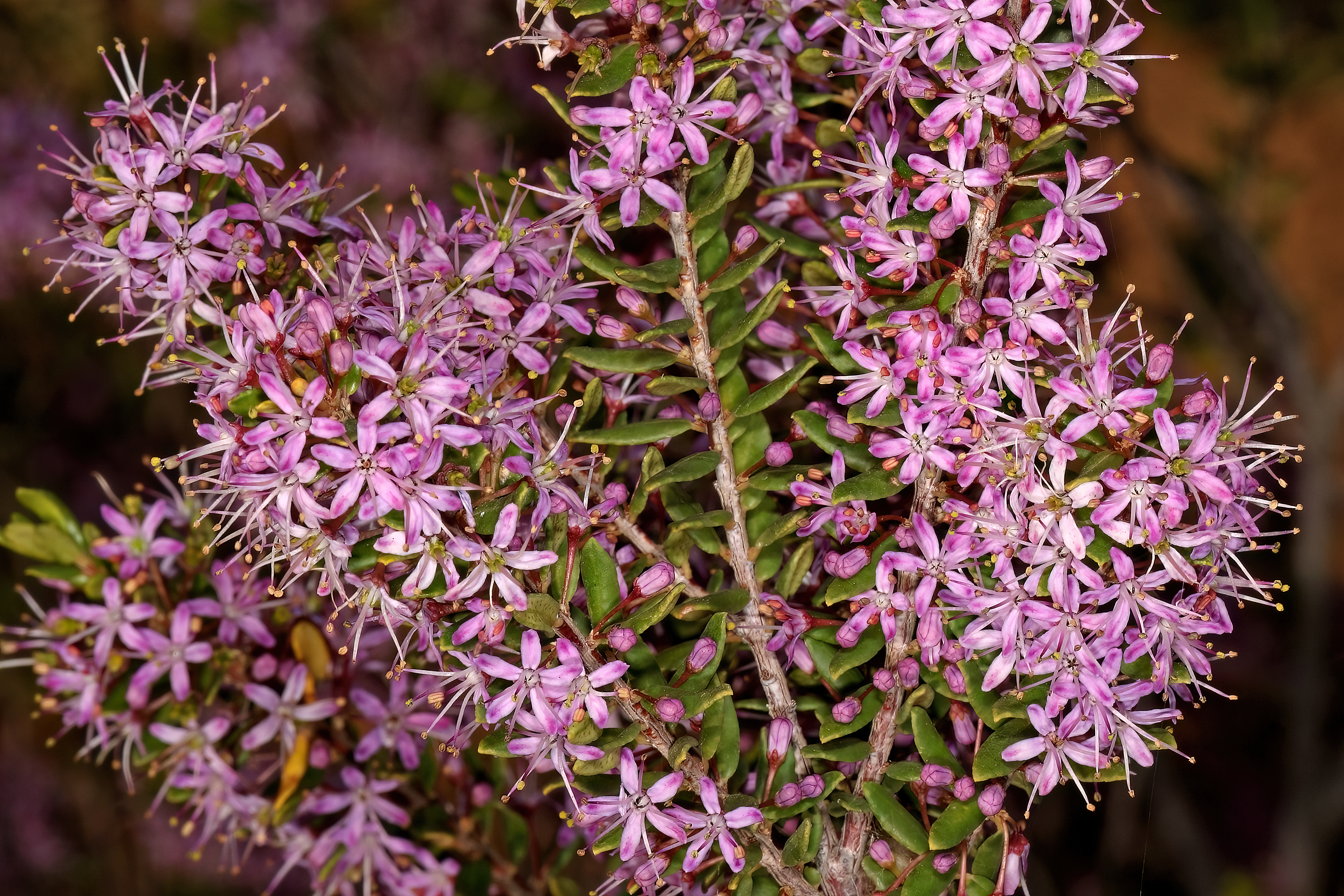 Agathosma ovata