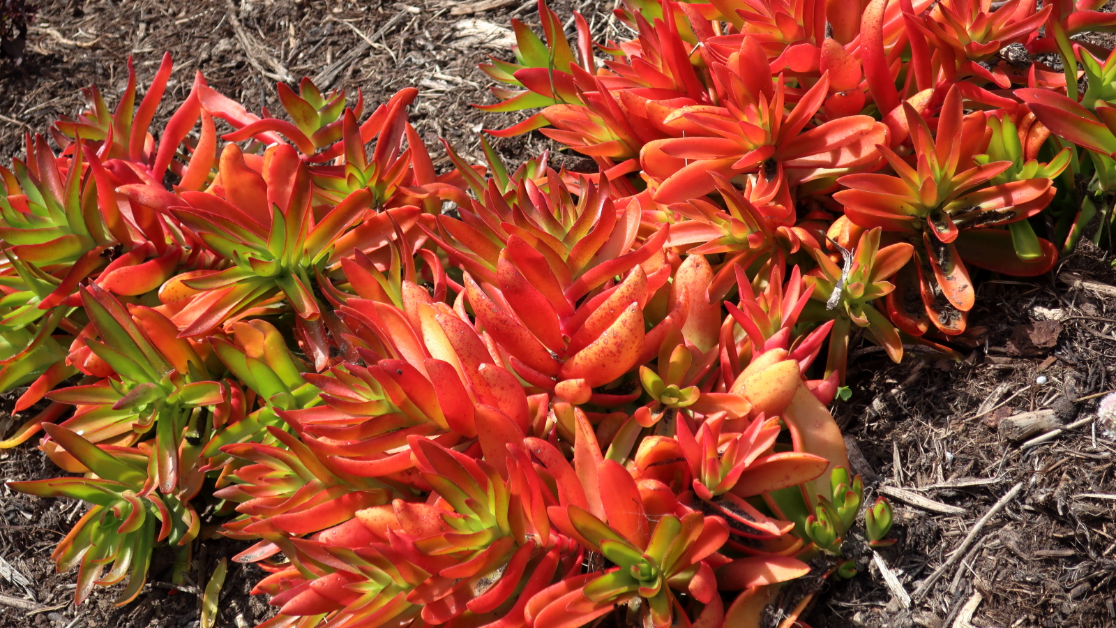 Crassula capitella
