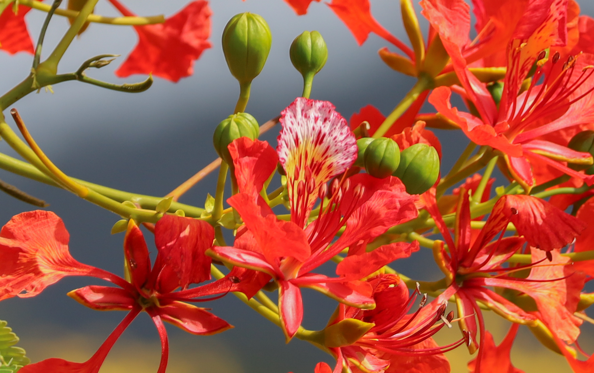 Delonix regia