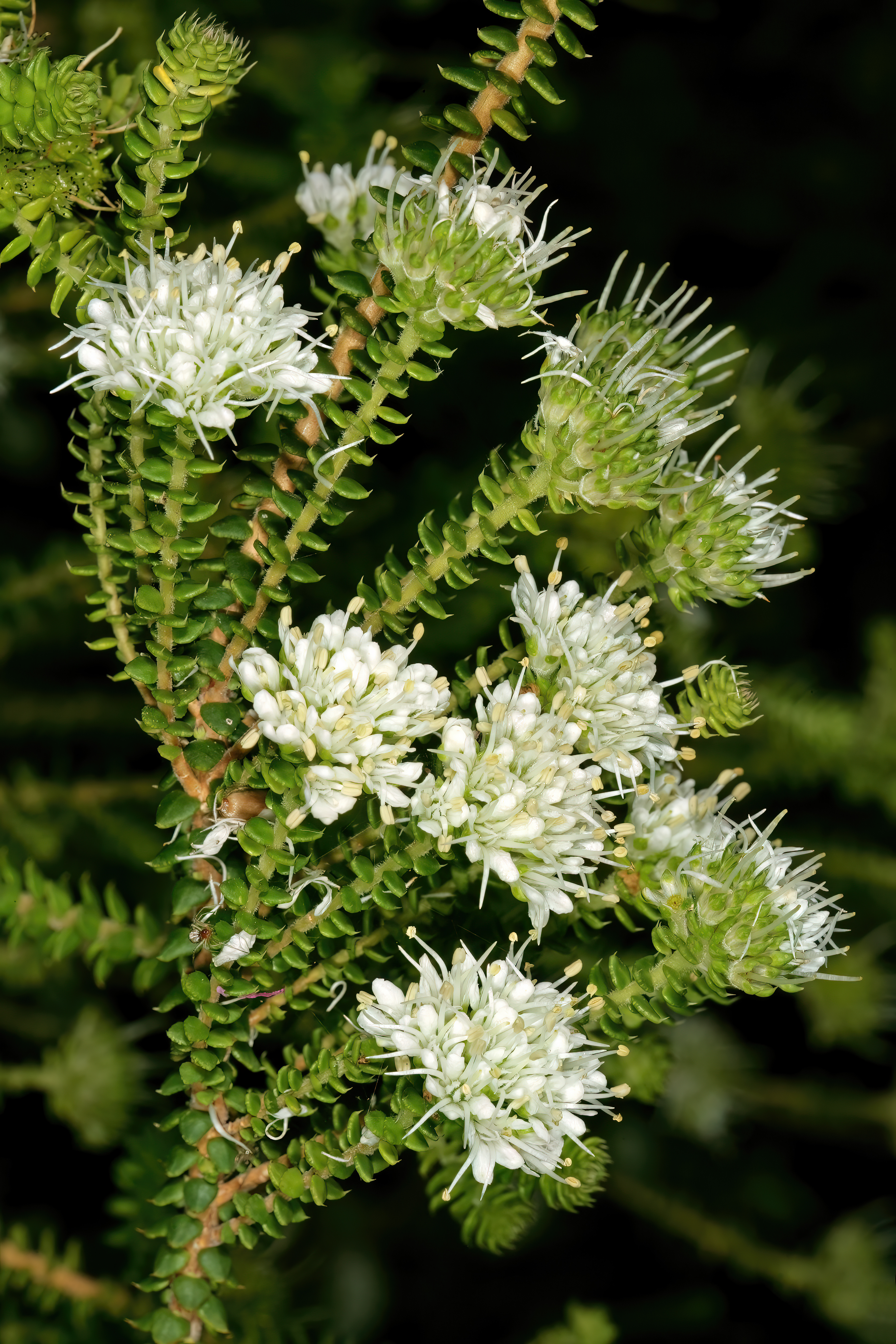 Agathosma apiculata