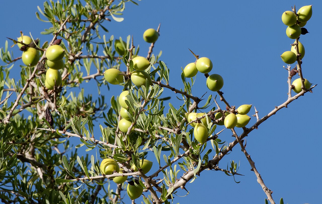Argania spinosa