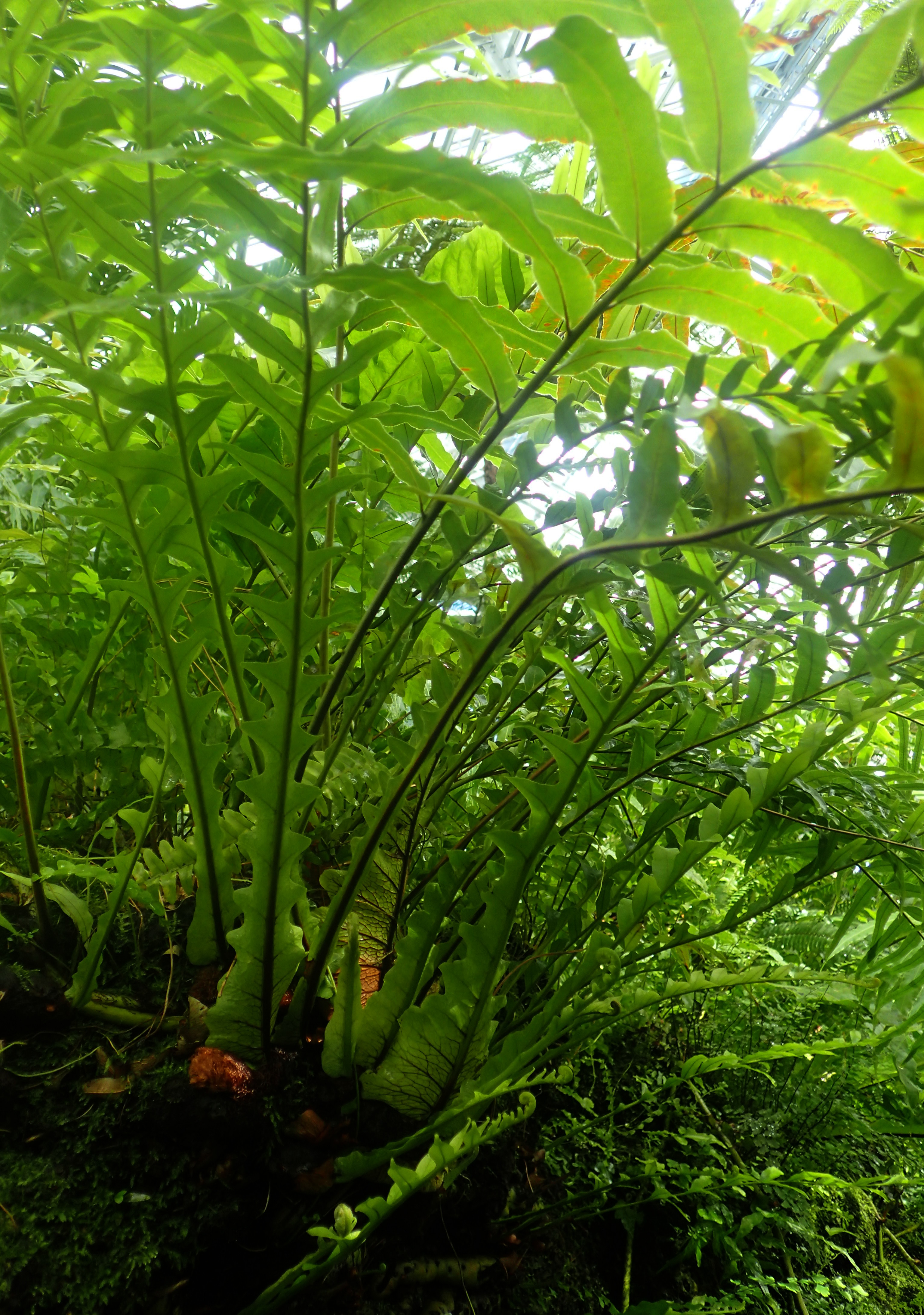 Aglaomorpha coronans