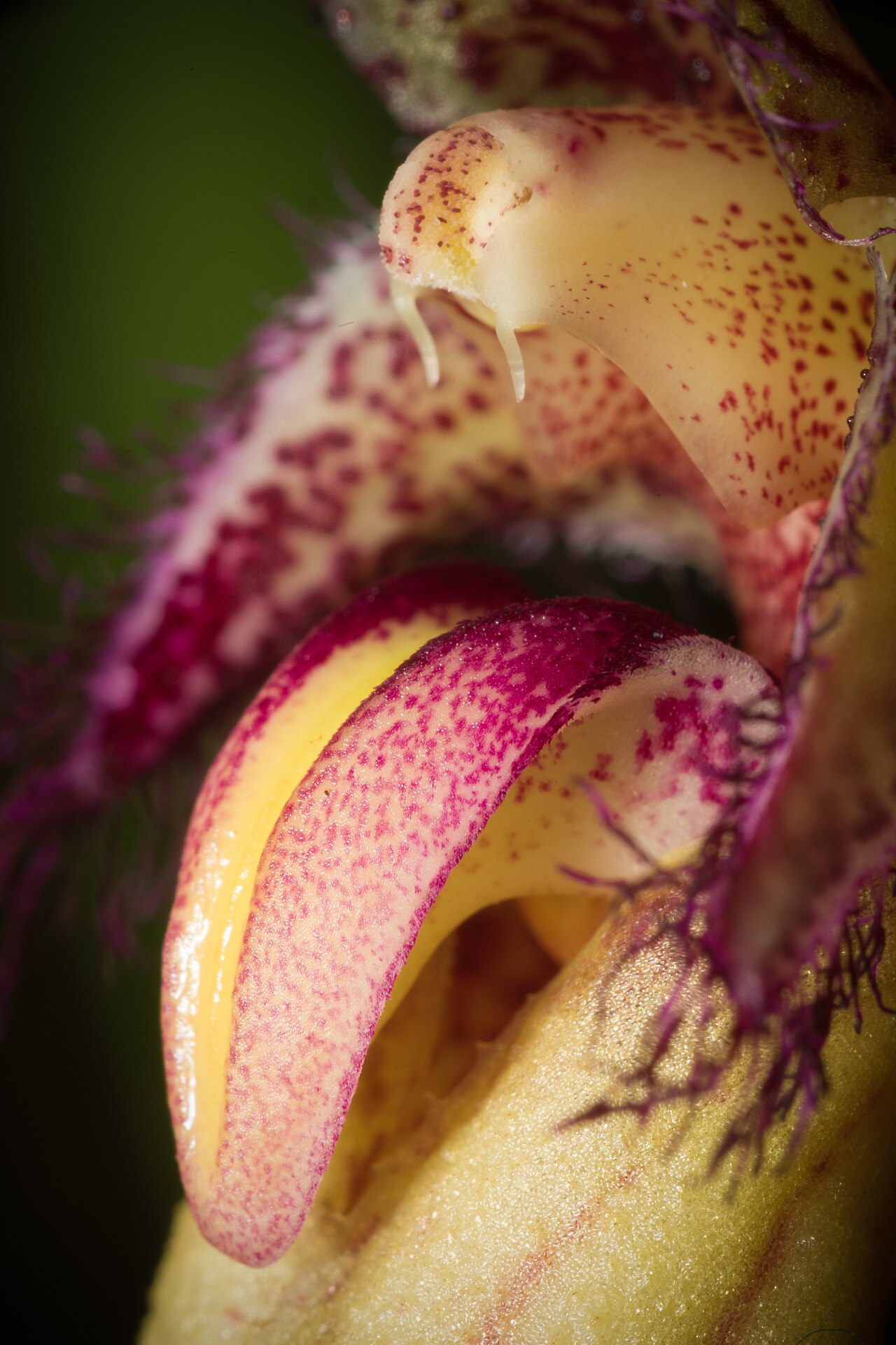 Bulbophyllum fascinator