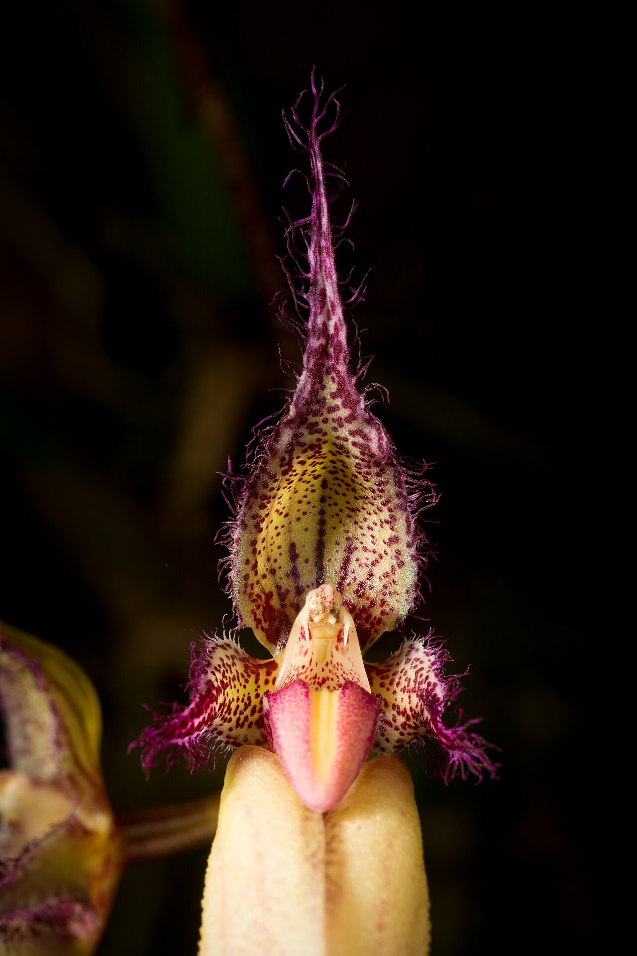 Bulbophyllum fascinator