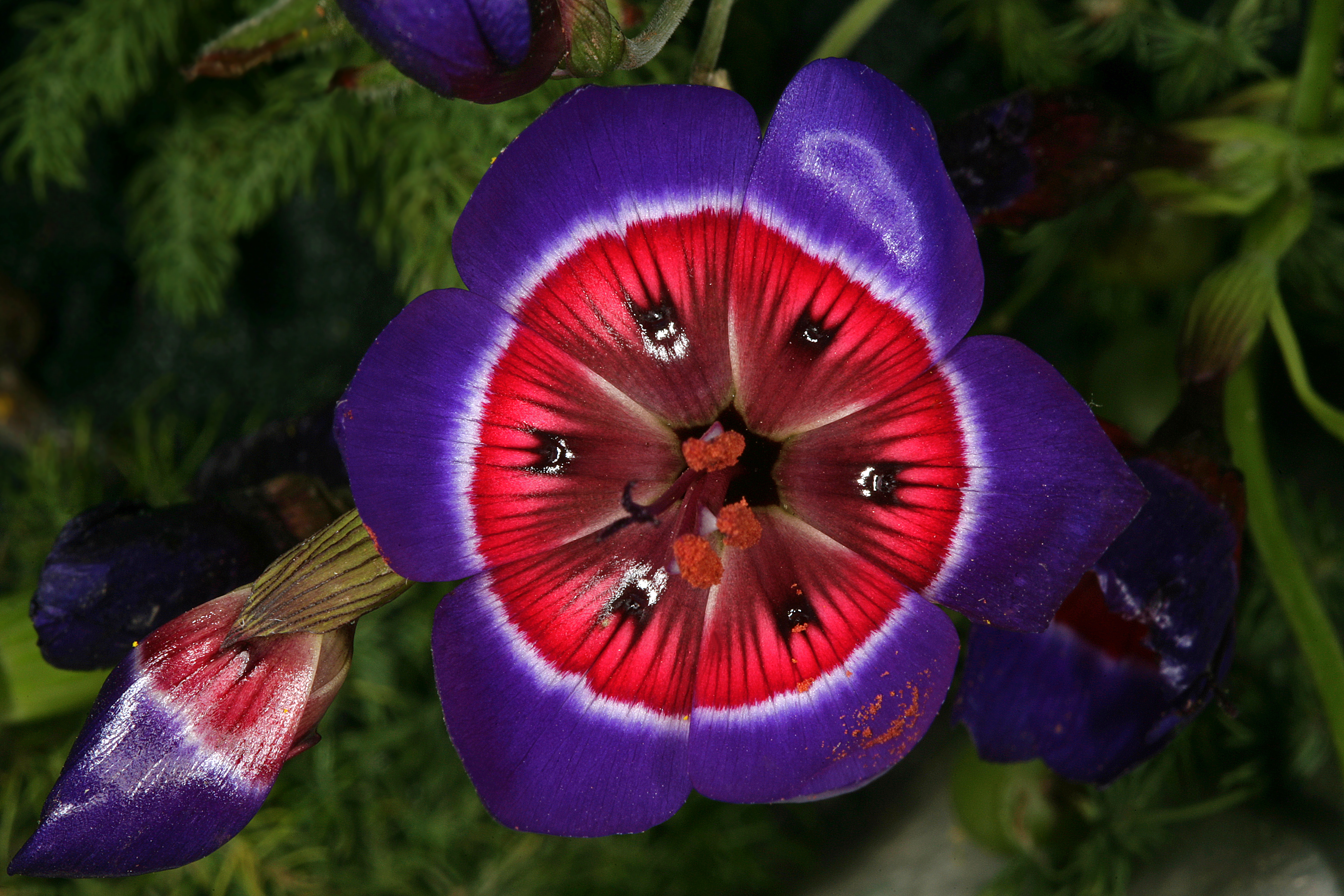 Geissorhiza radians