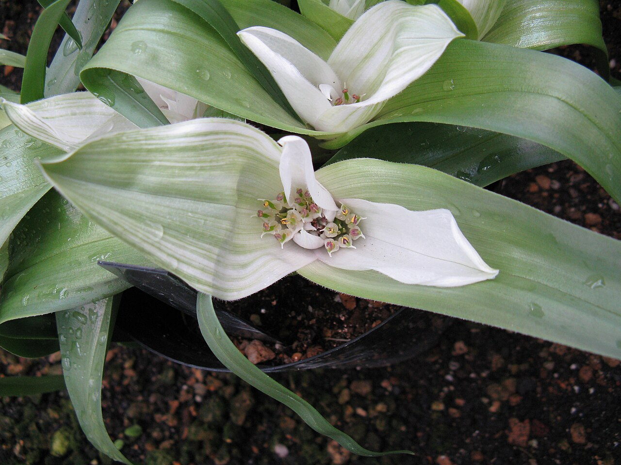 Androcymbium ciliolatum