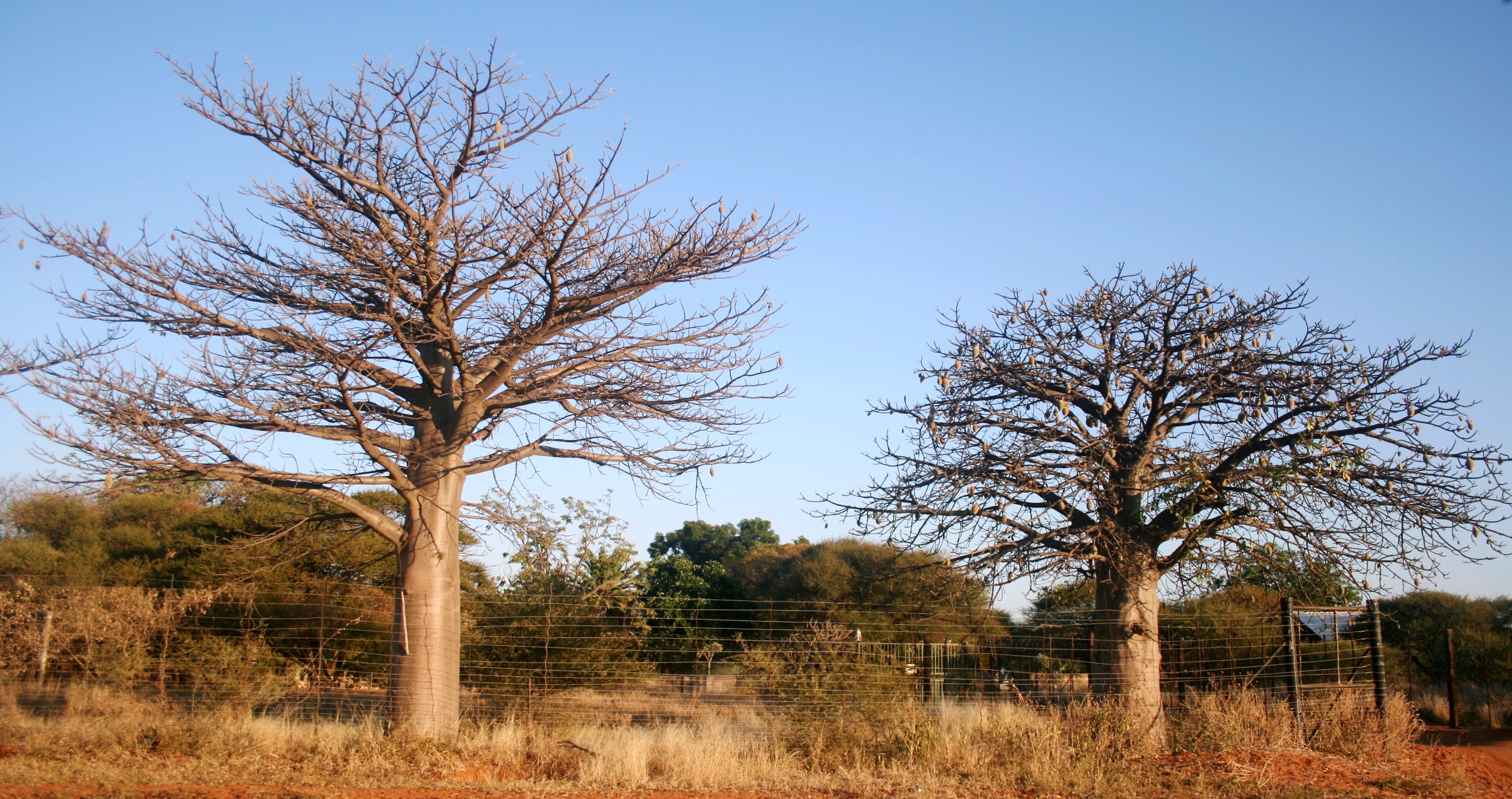 Adansonia digitata