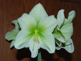 Amaryllis yellow white with green centre