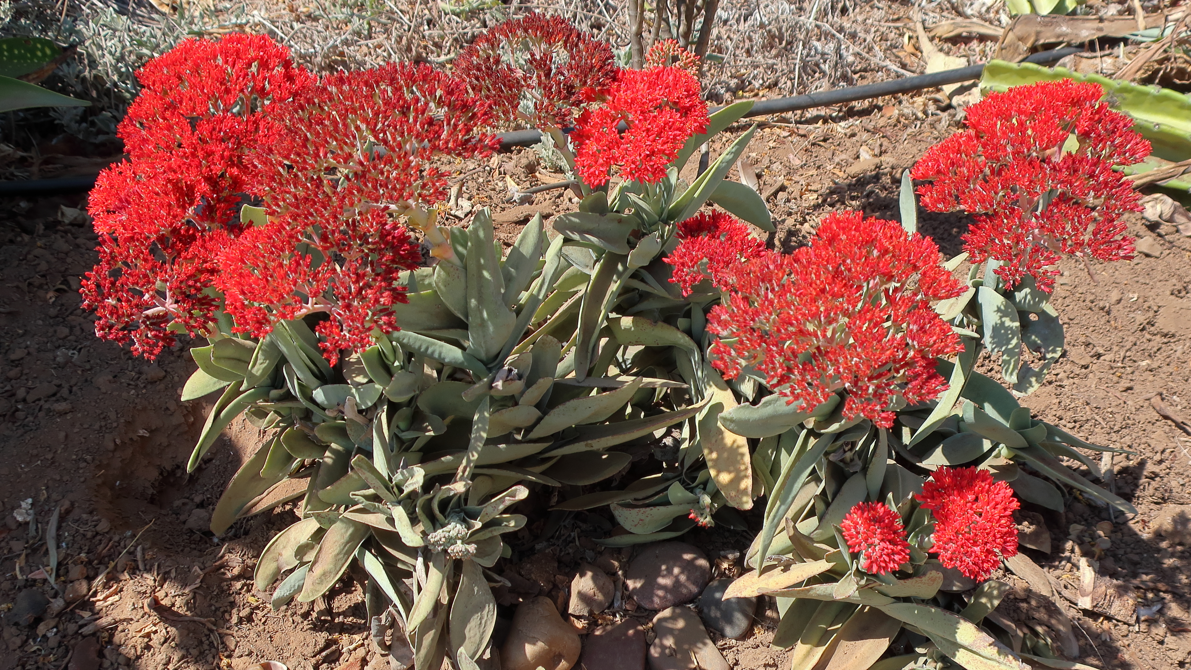 Crassula falcata