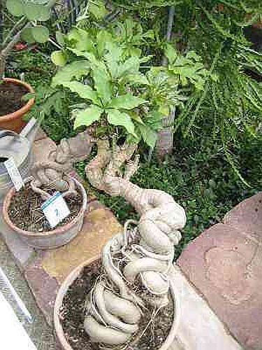 Cussonia spicata