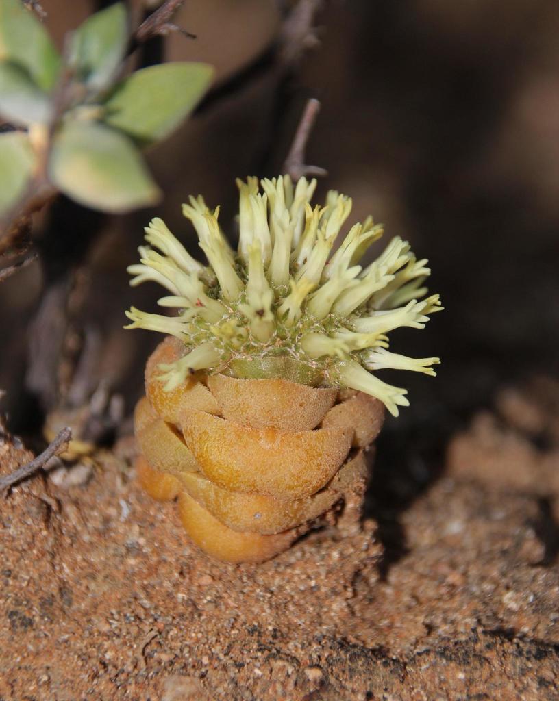 Crassula columnaris