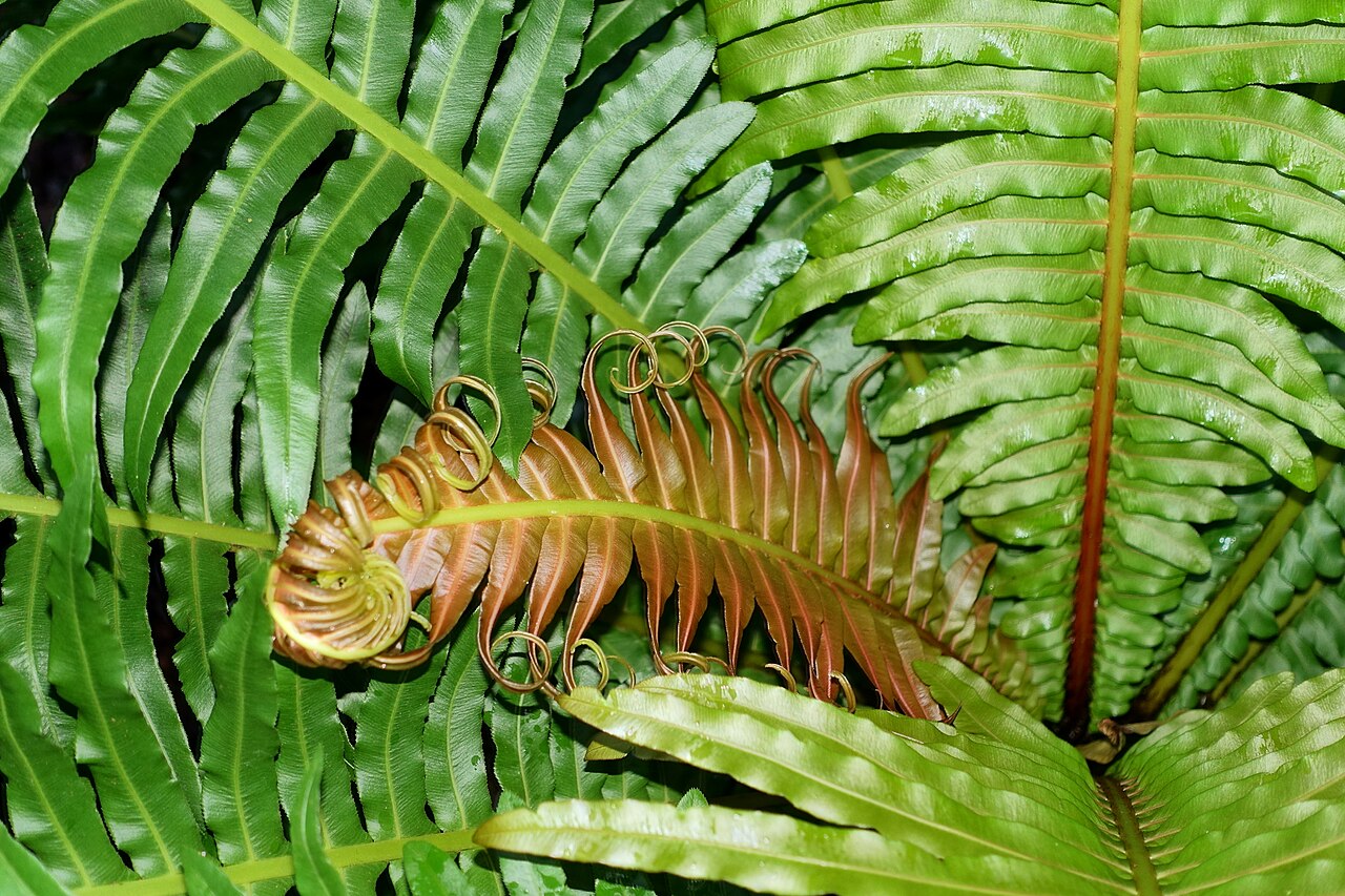 Blechnum brasiliense