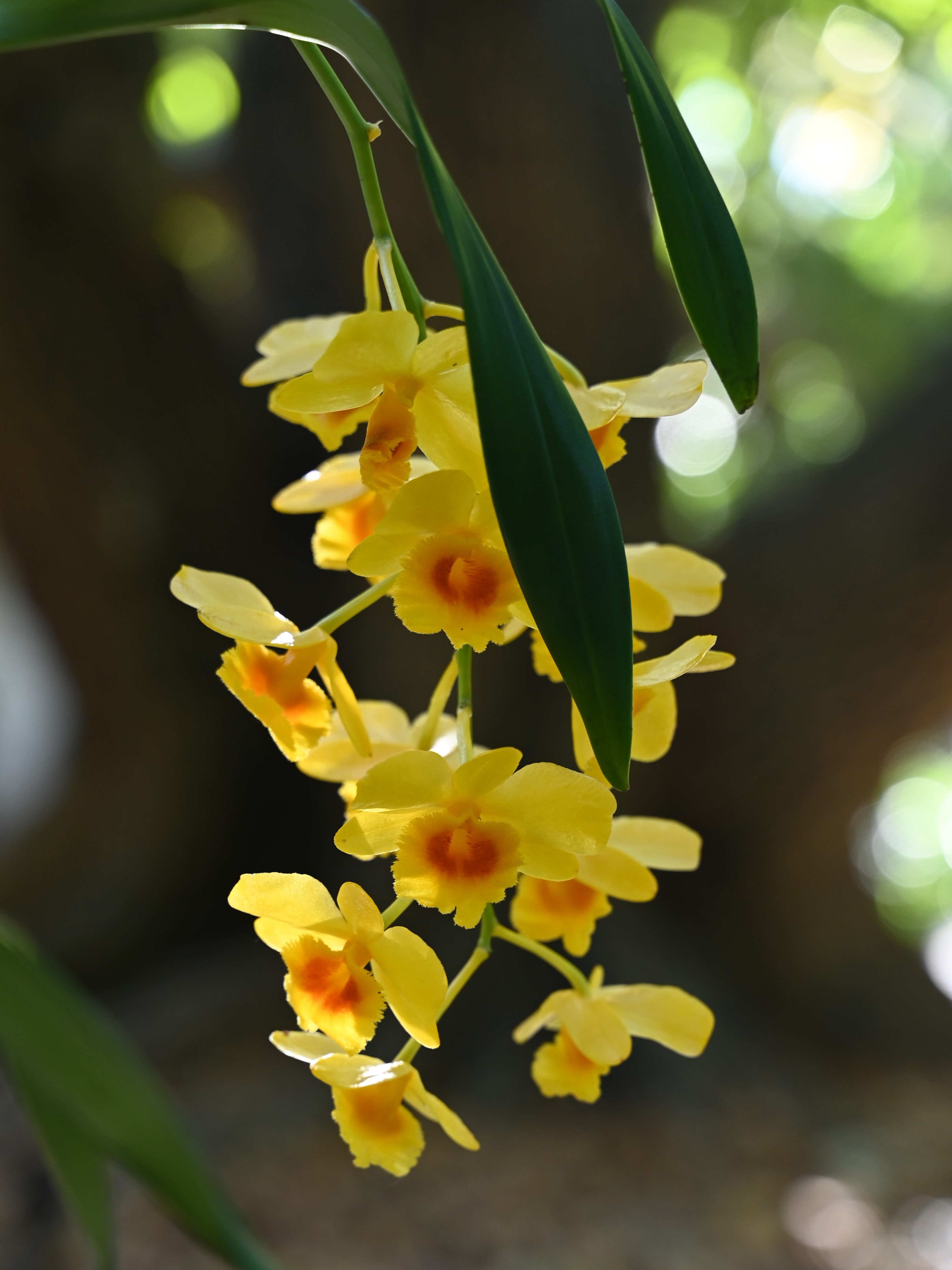 Dendrobium chrysotoxum