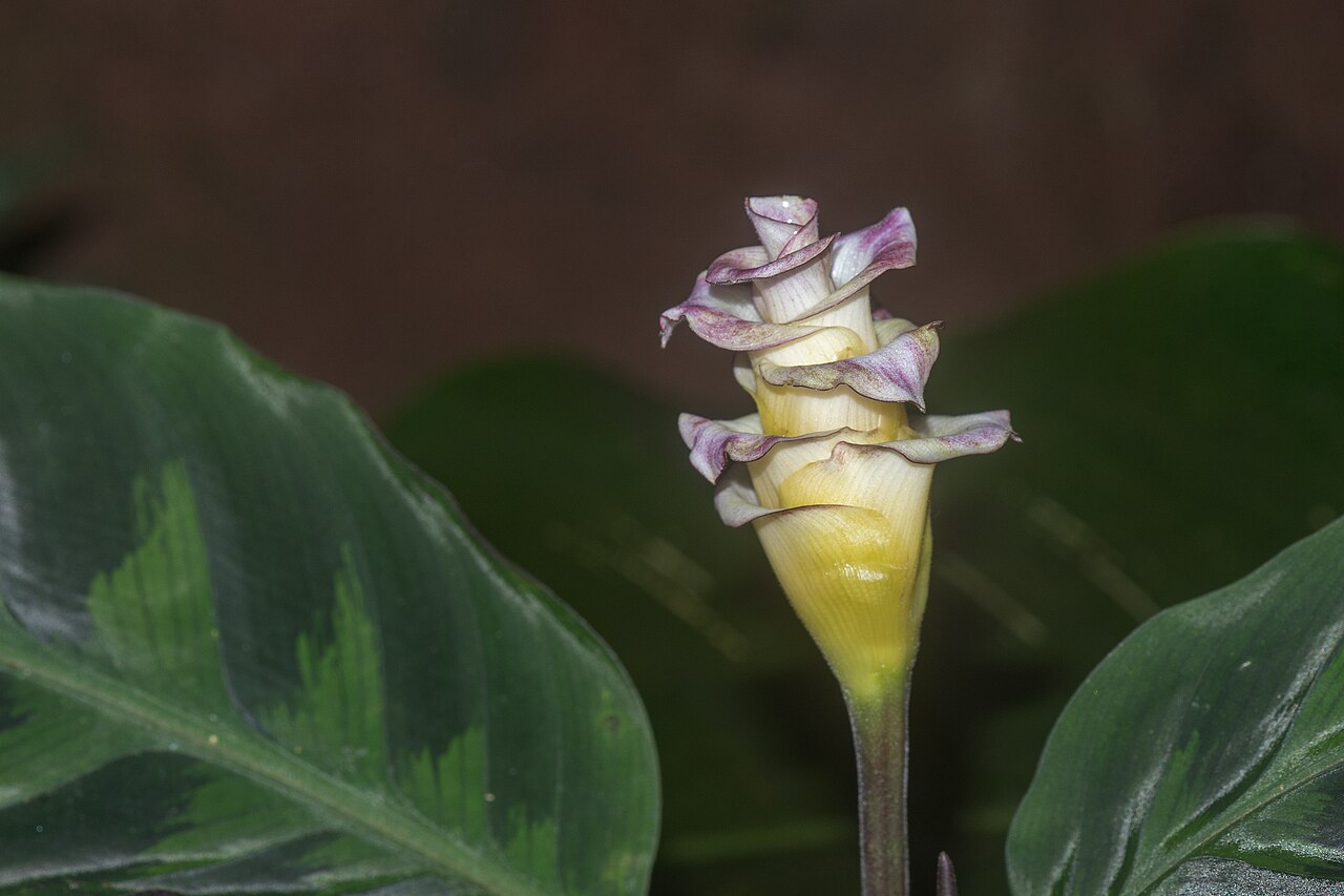 Calathea warscewiczii
