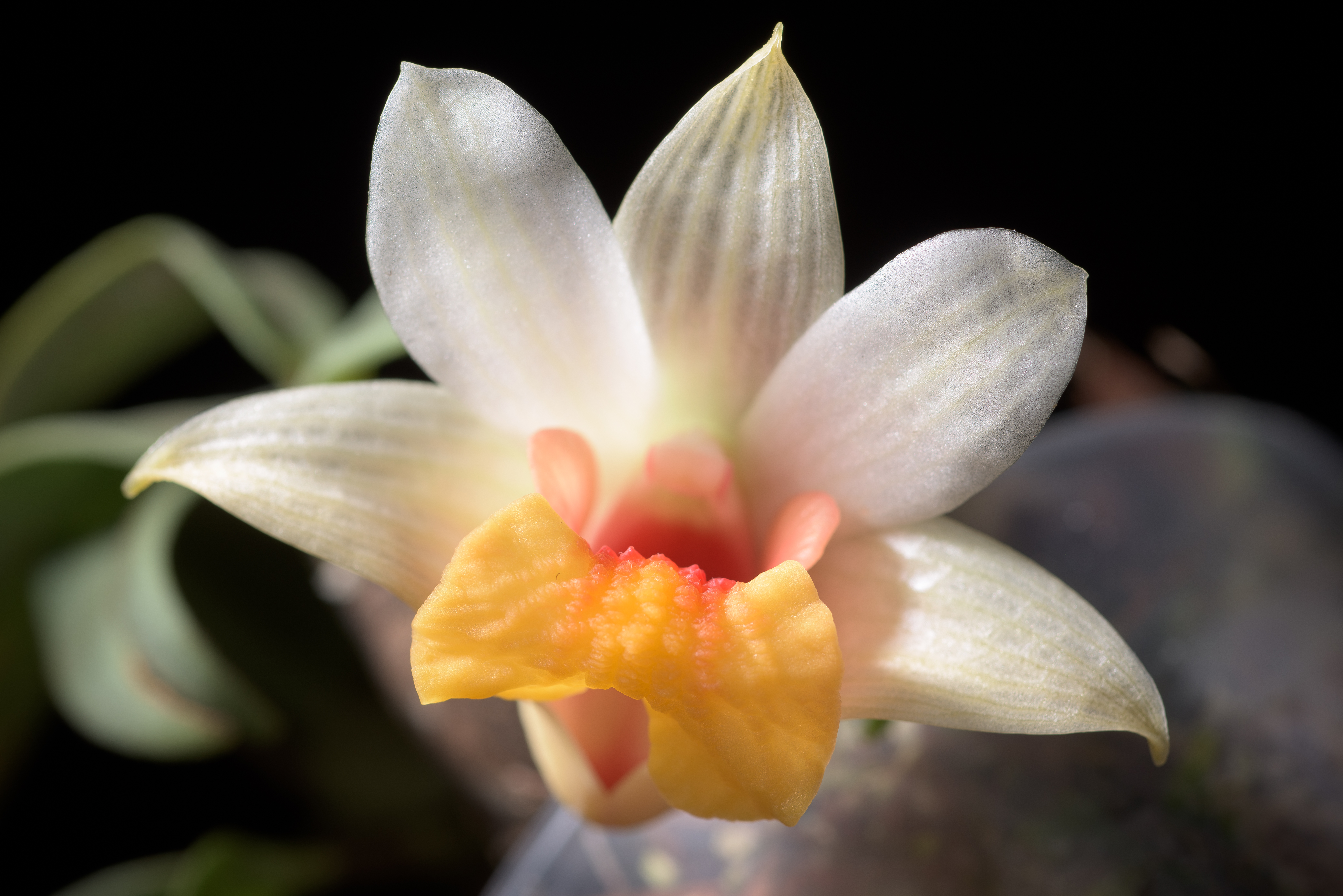 Dendrobium bellatulum
