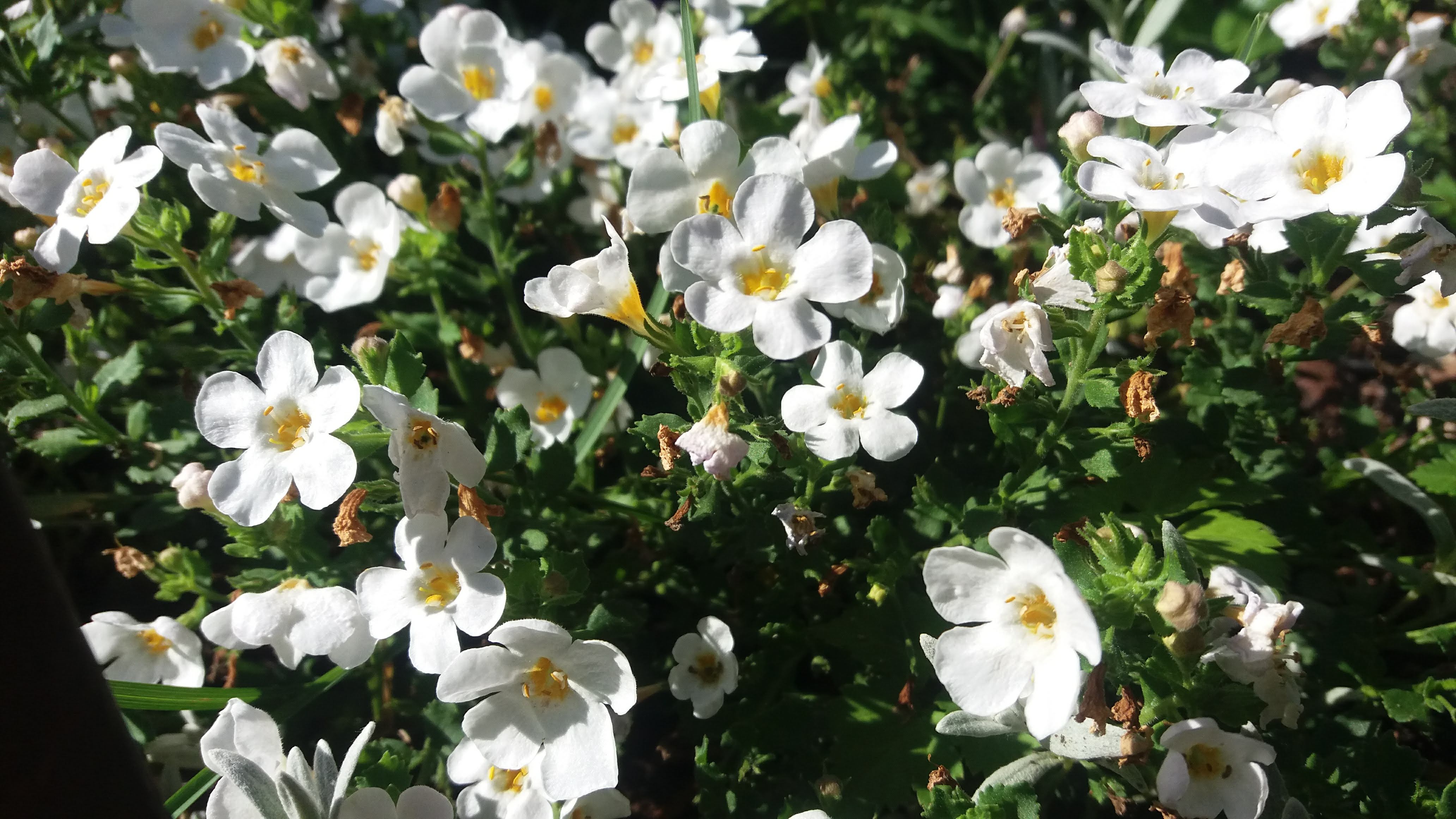 Aubrieta Caucasica Snowcap