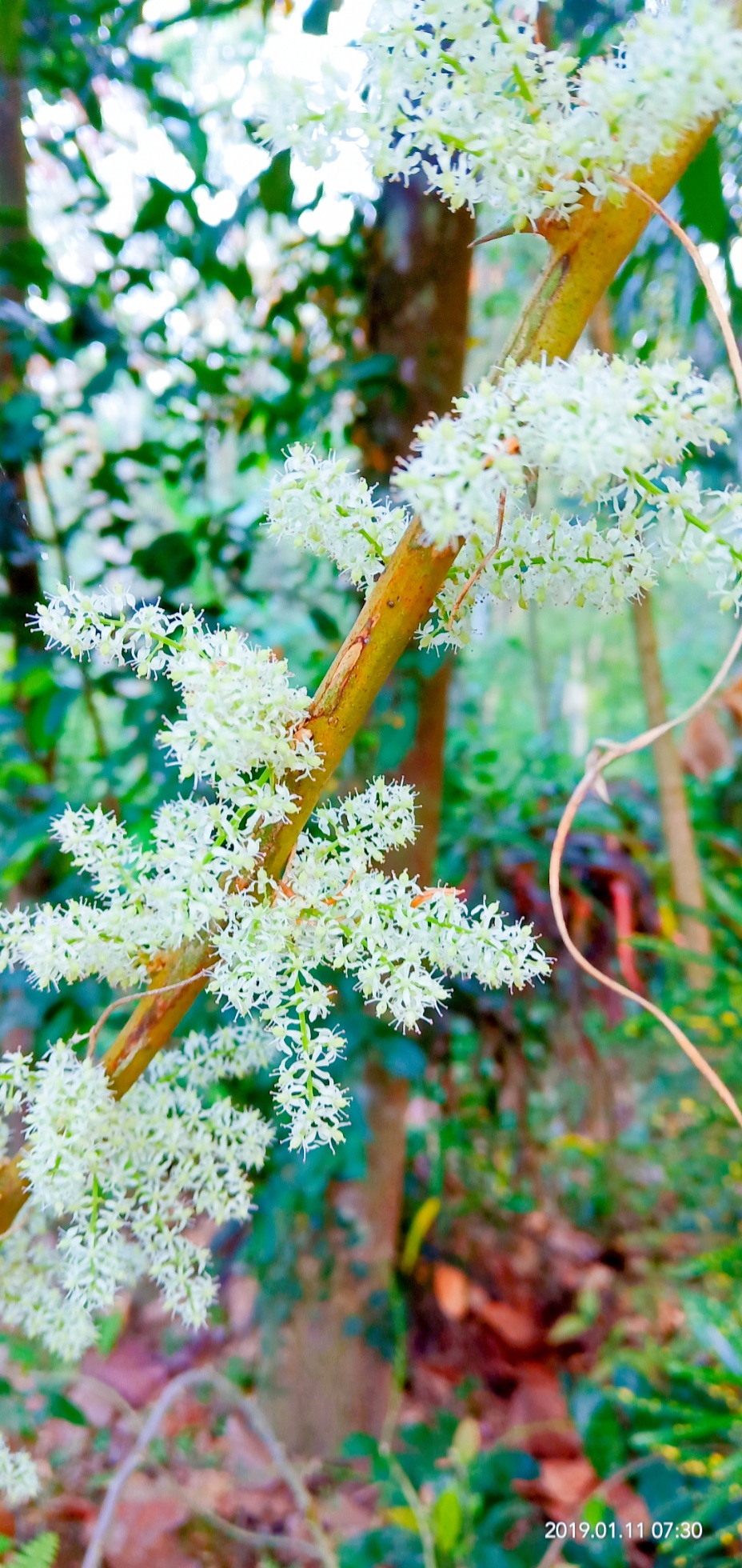 Asparagus racemosus