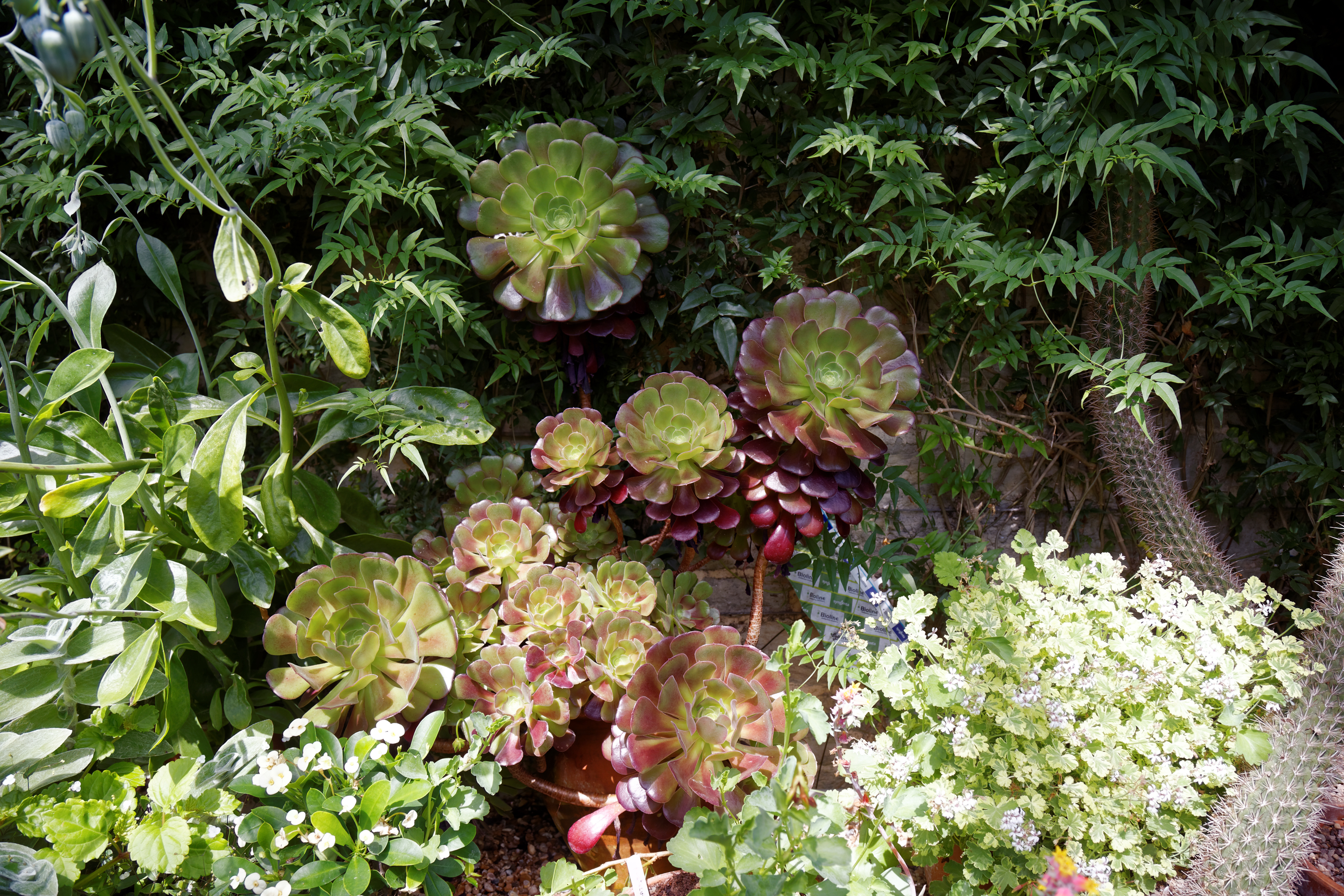 Aeonium arboreum atropurpureum