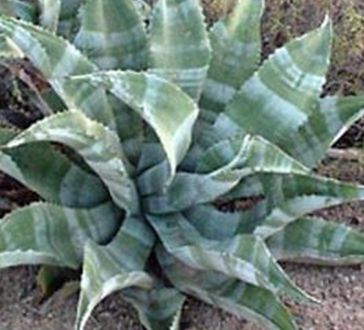 Agave marmorata