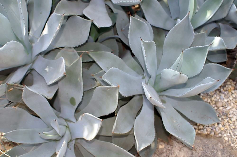 Agave potatorum