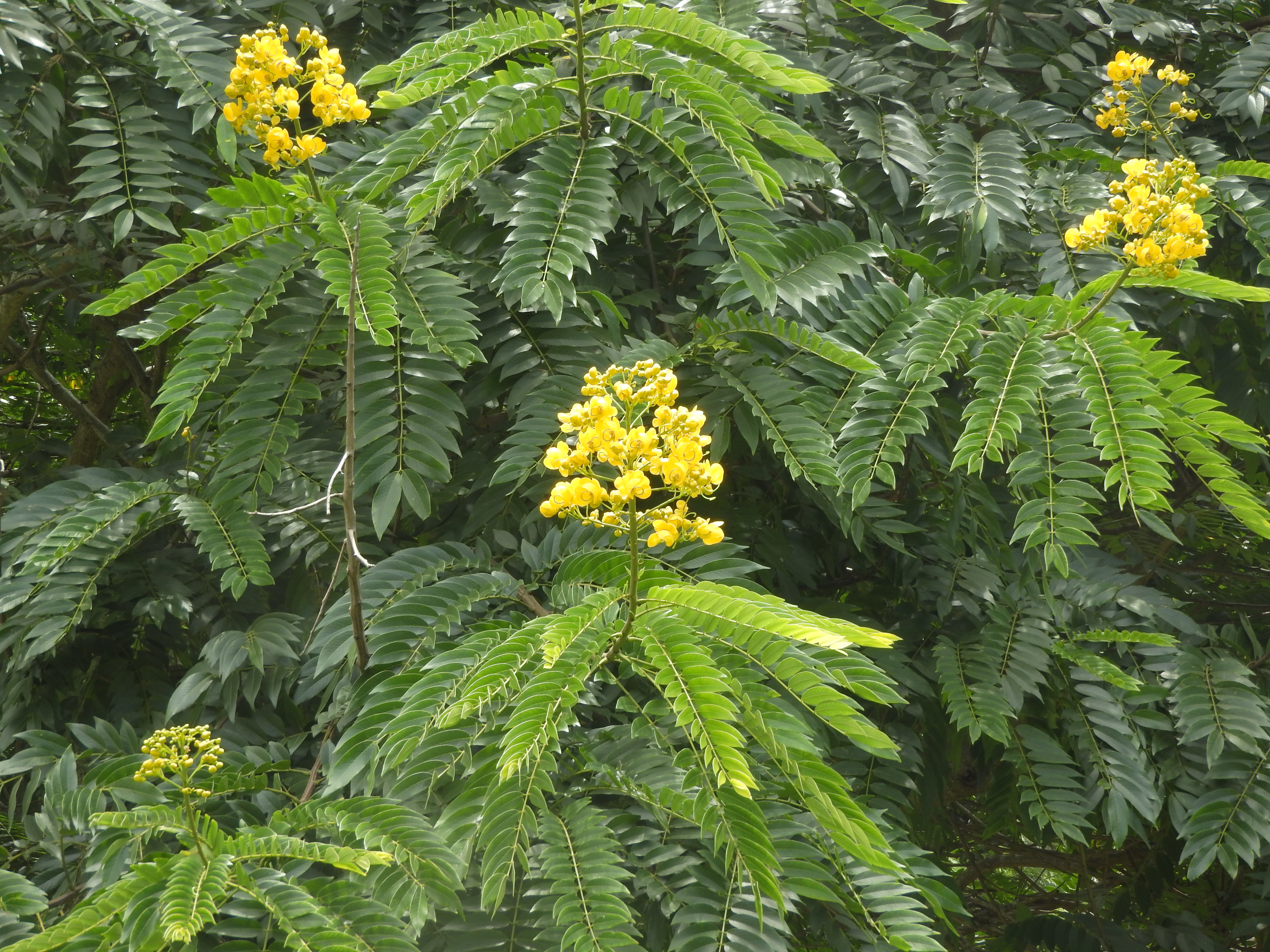 Cassia siamea