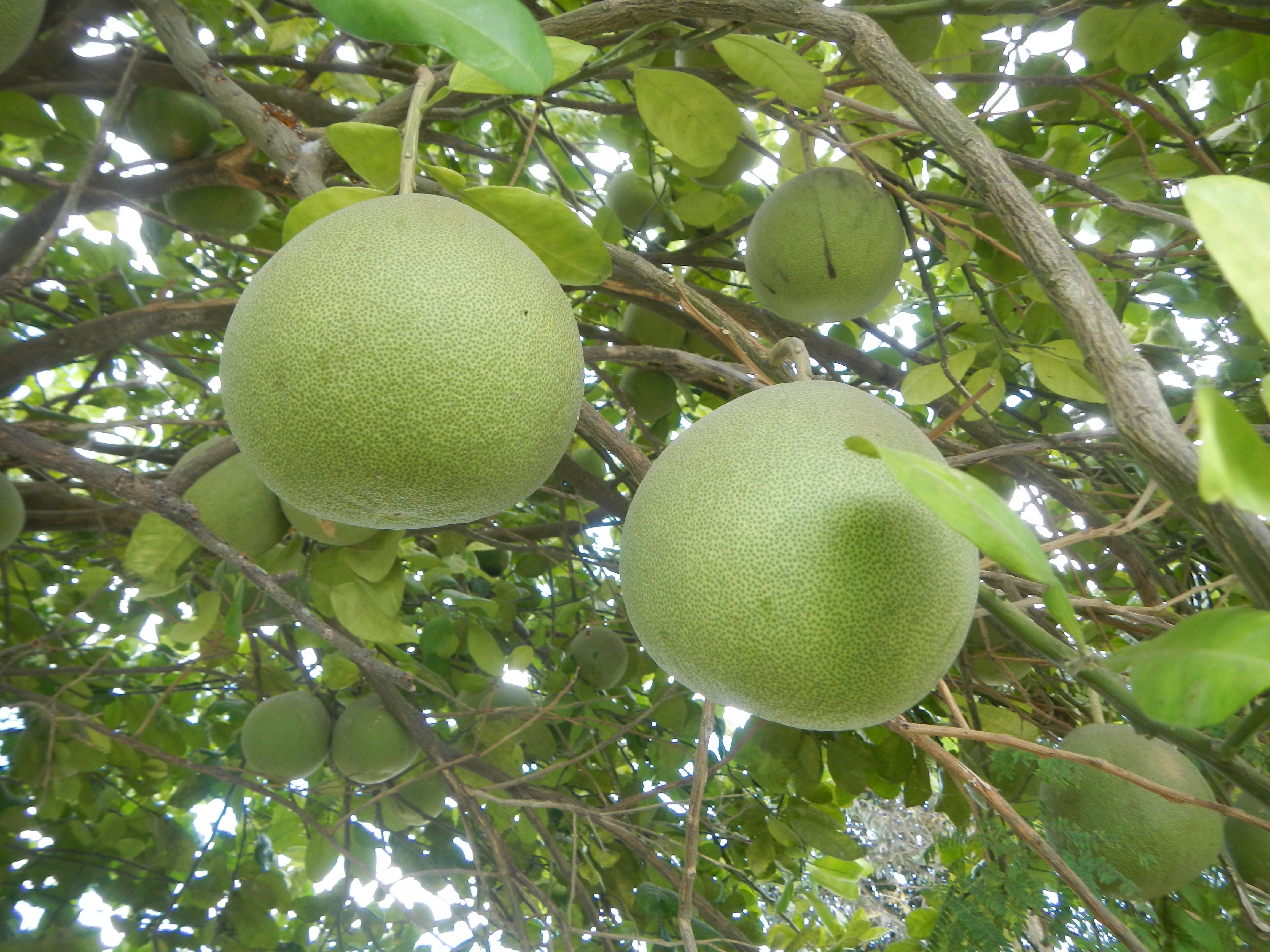 Citrus maxima