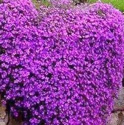 Aubrieta hybrida Whitewell Gem