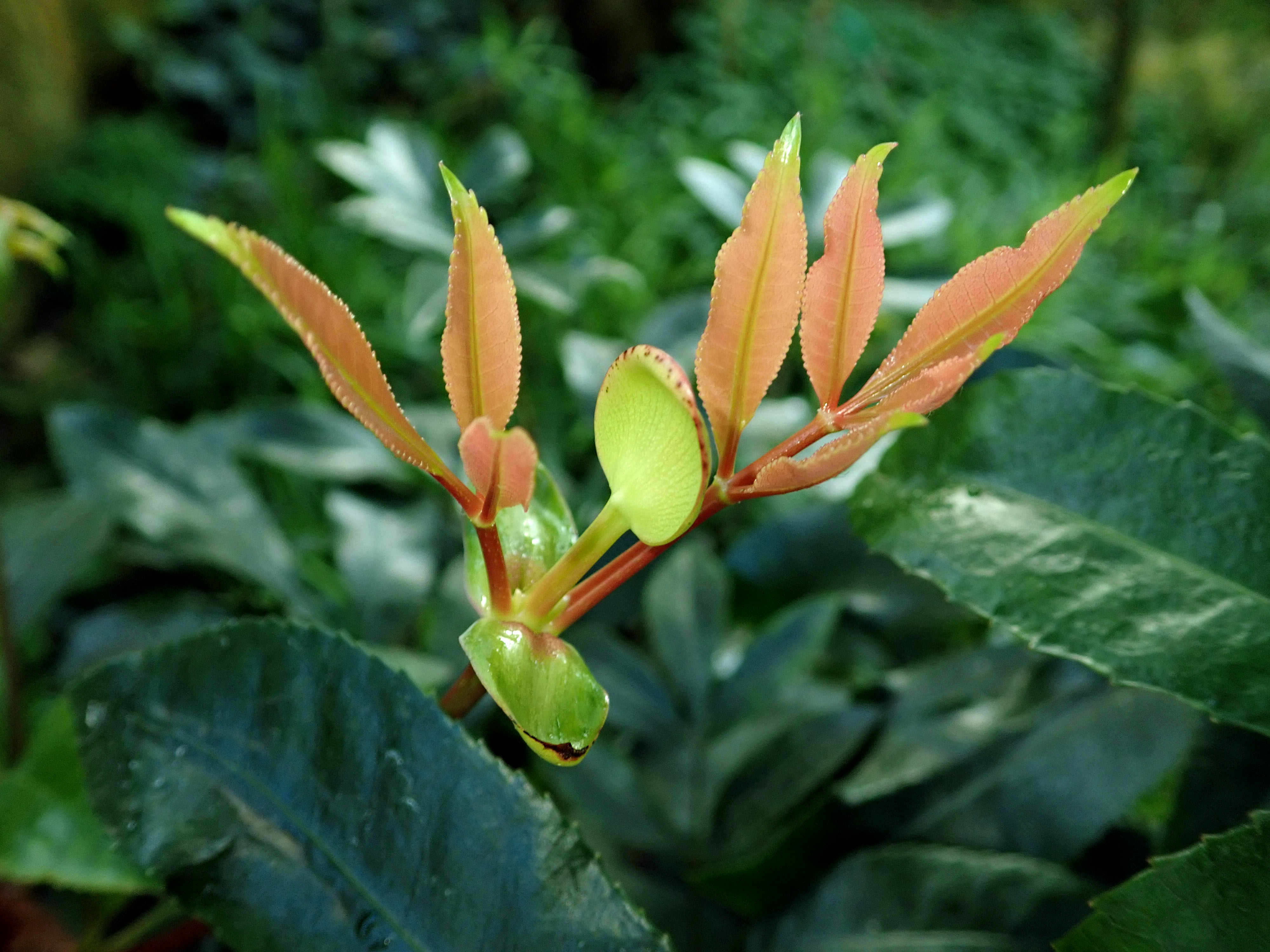 Cunonia capensis