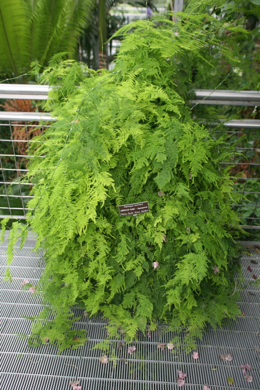 Asparagus plumosus