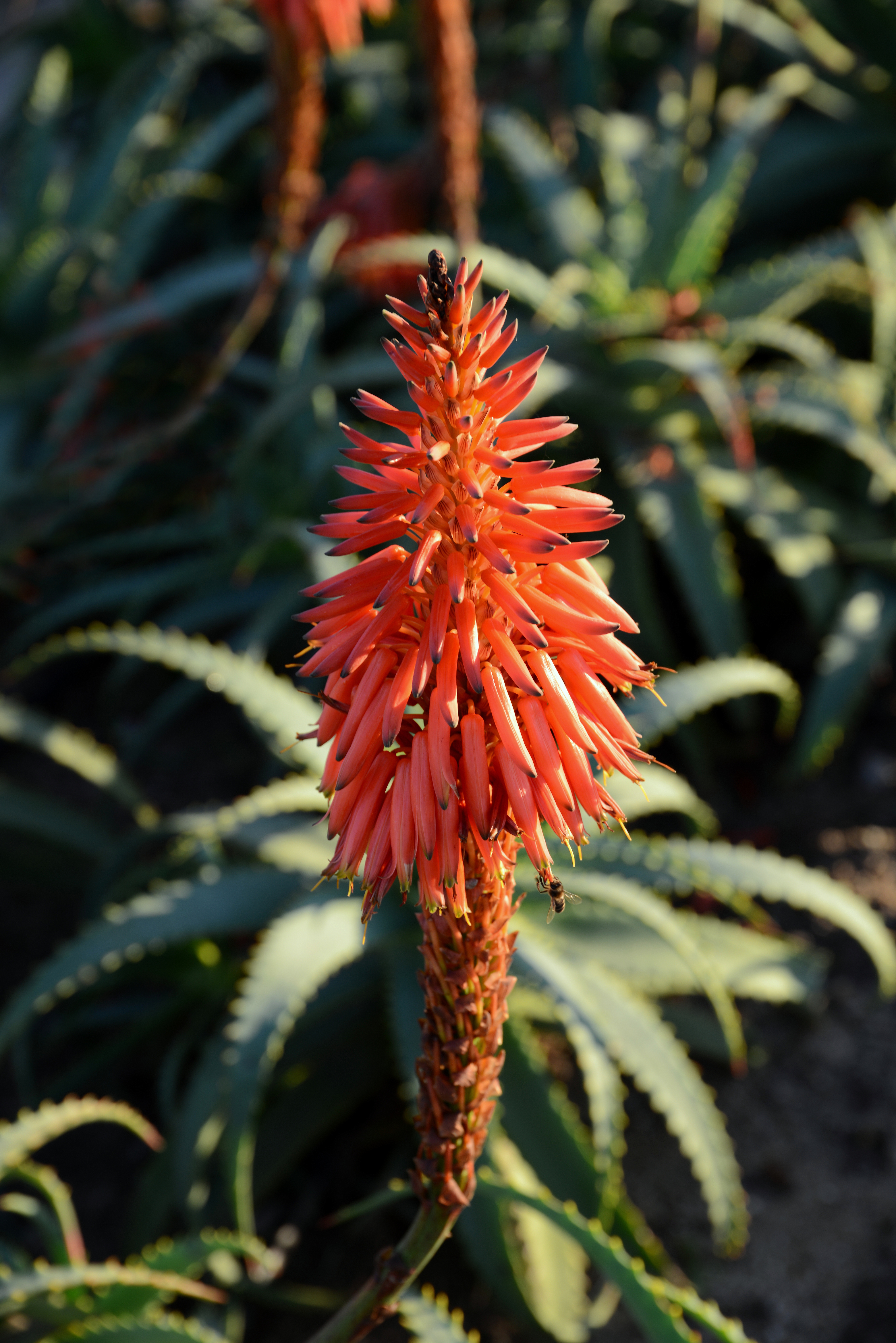 Aloe arborescens