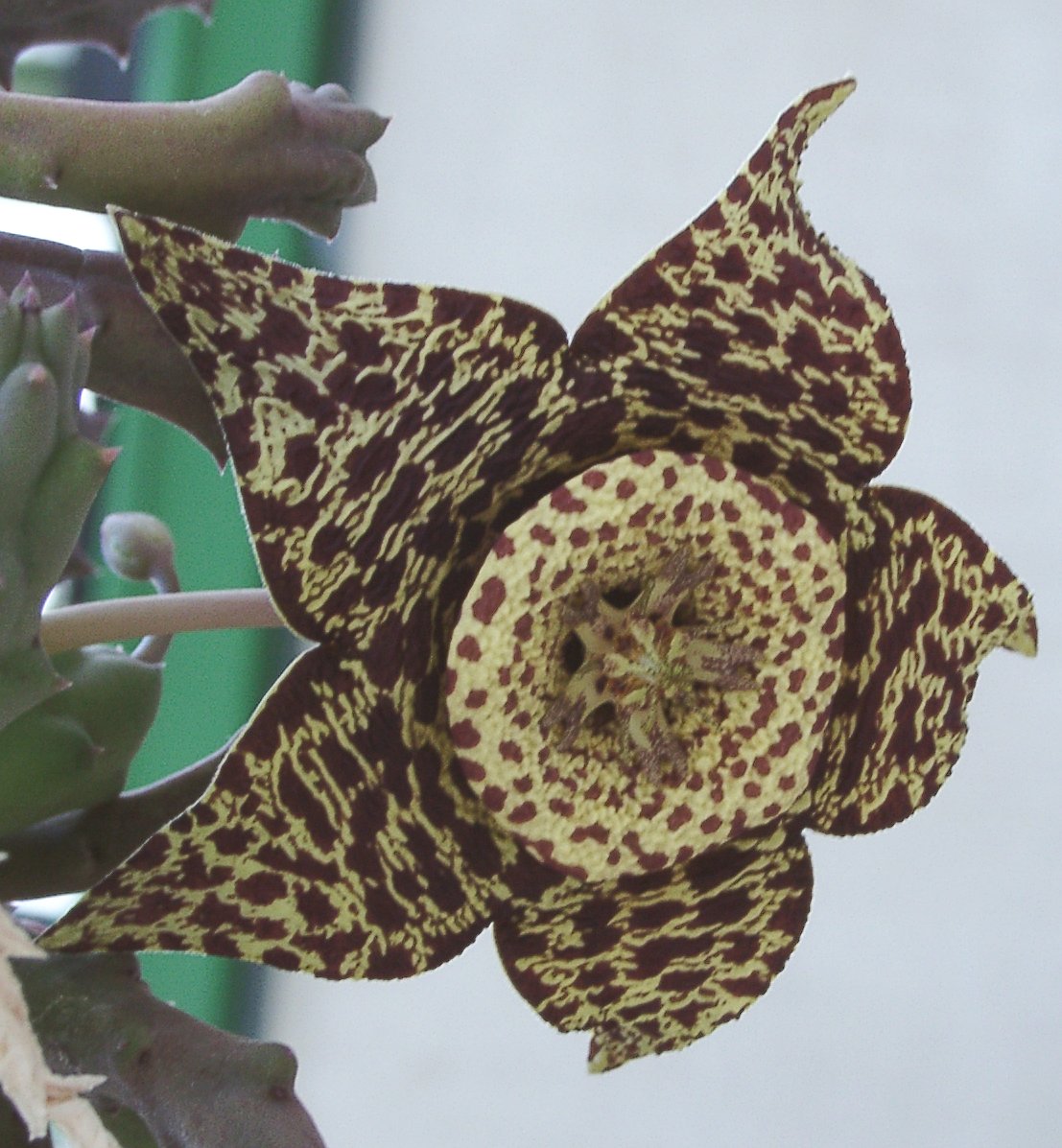 Ceropegia variegata