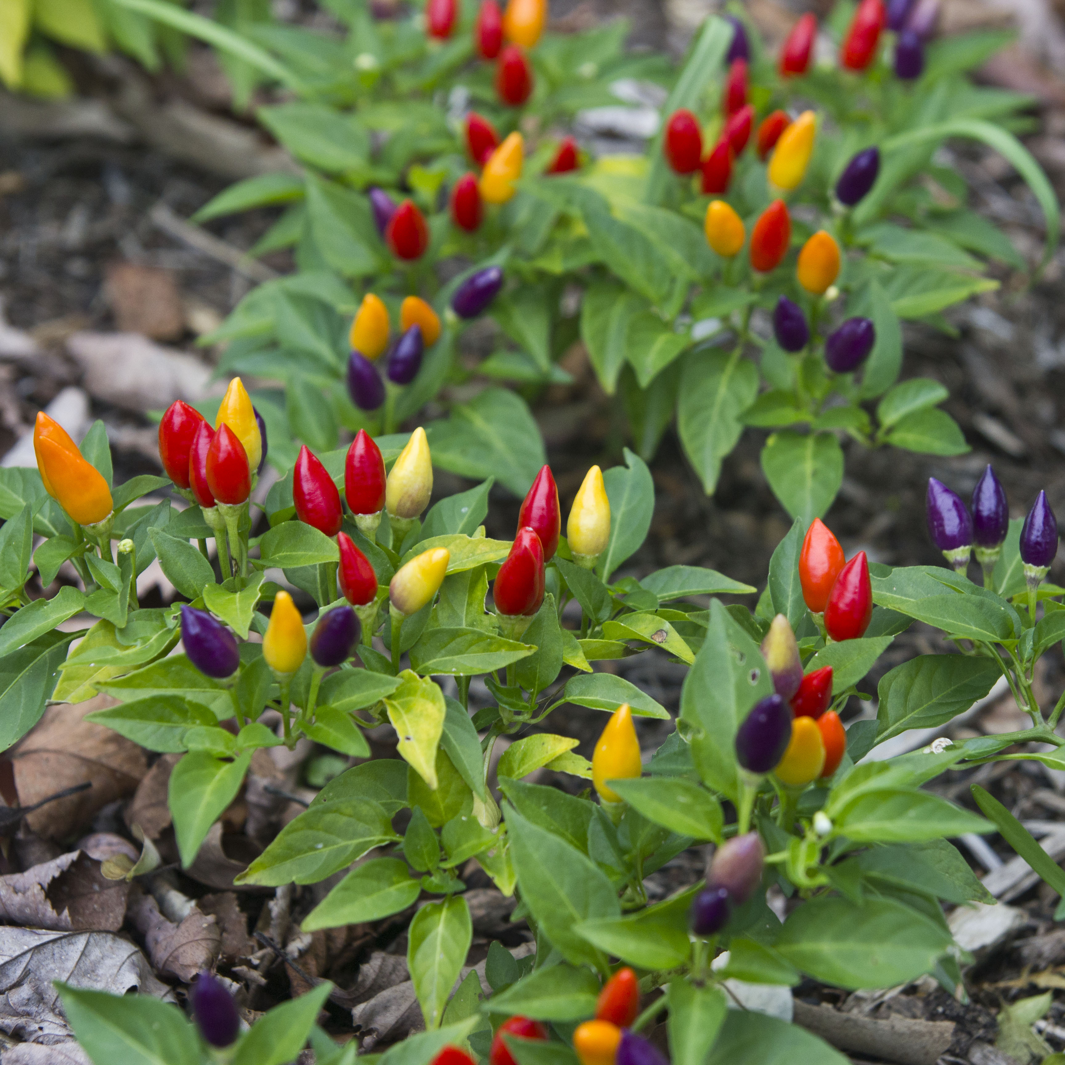 Chili Pepper Bolivian Rainbow