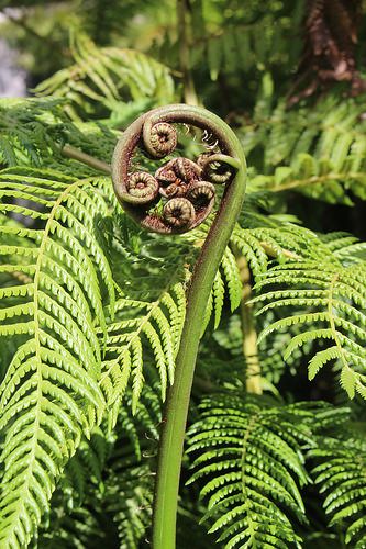 Cyathea gleichenioides