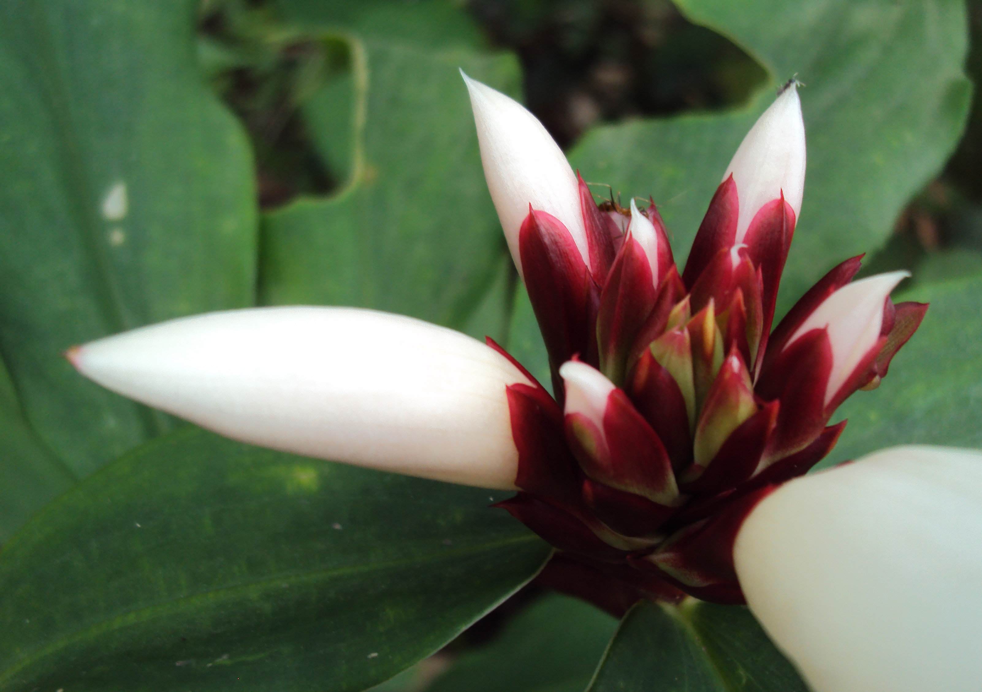 Costus speciosus