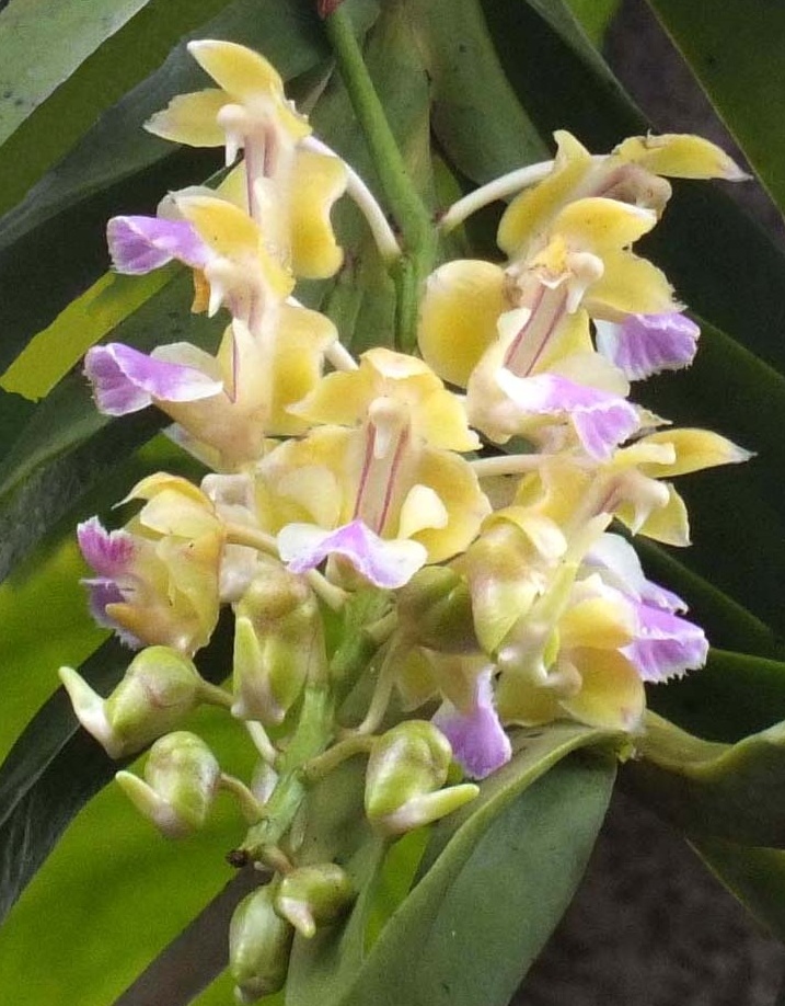 Aerides houlettiana