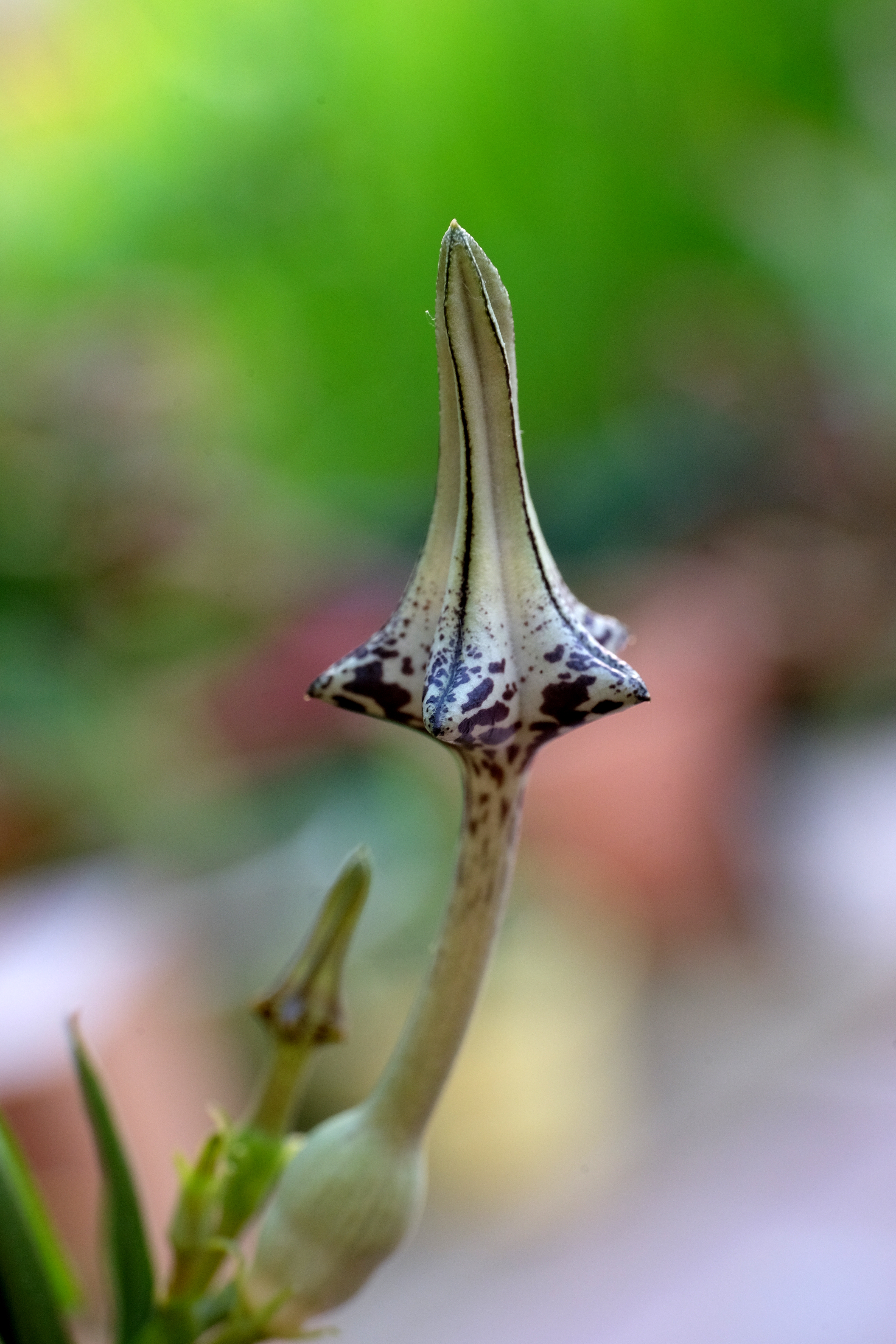 Ceropegia stapeliformis