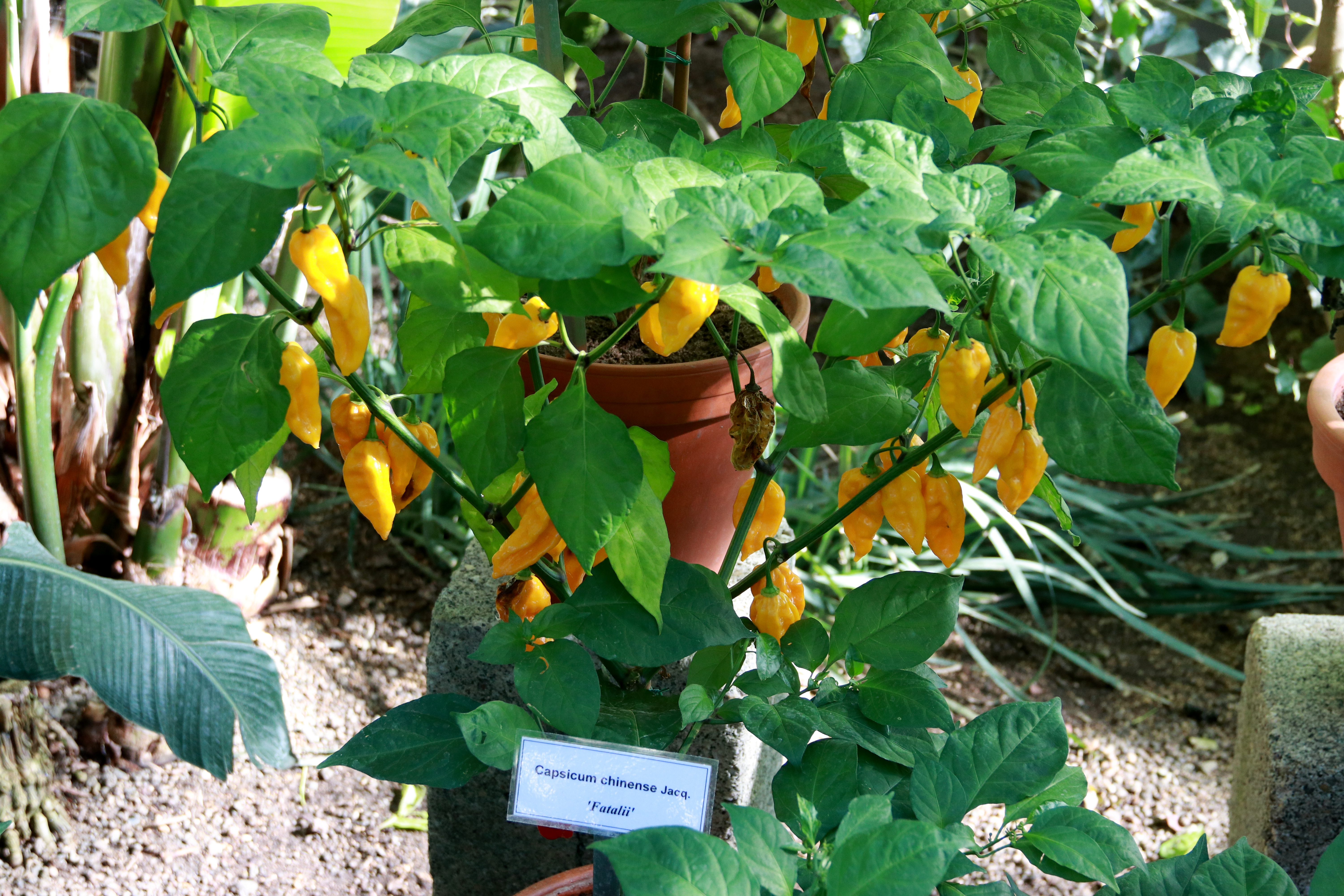 Chili Fatalii