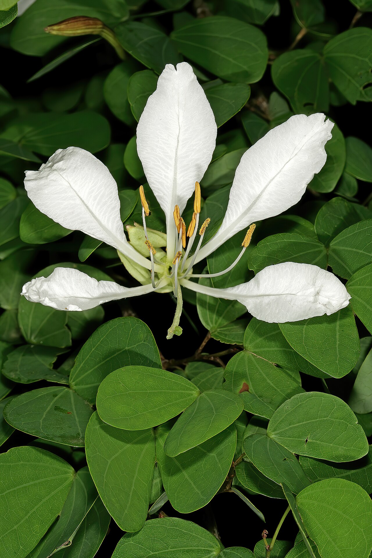 Bauhinia bowkeri