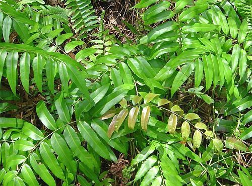 Blechnum orientale