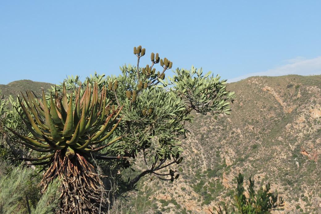 Cussonia gamtoosensis