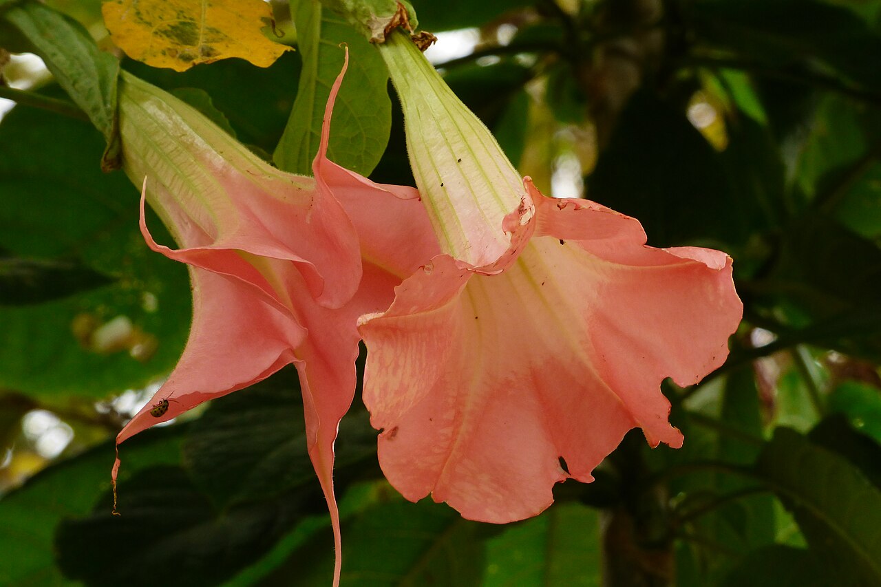 Brugmansia insignis