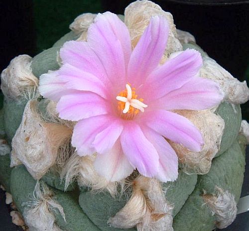 Ariocarpus lloydii