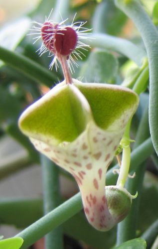 Ceropegia haygarthii