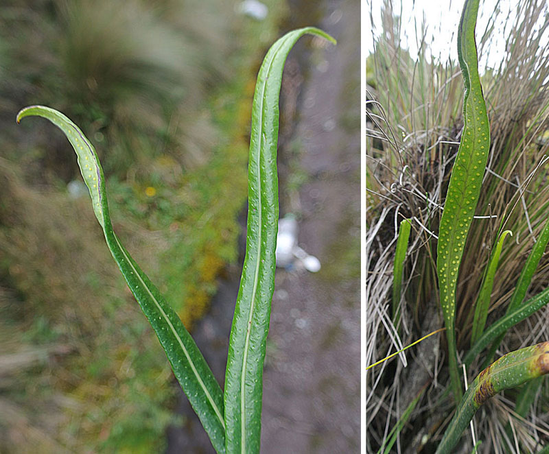 Campyloneurum amphostenon