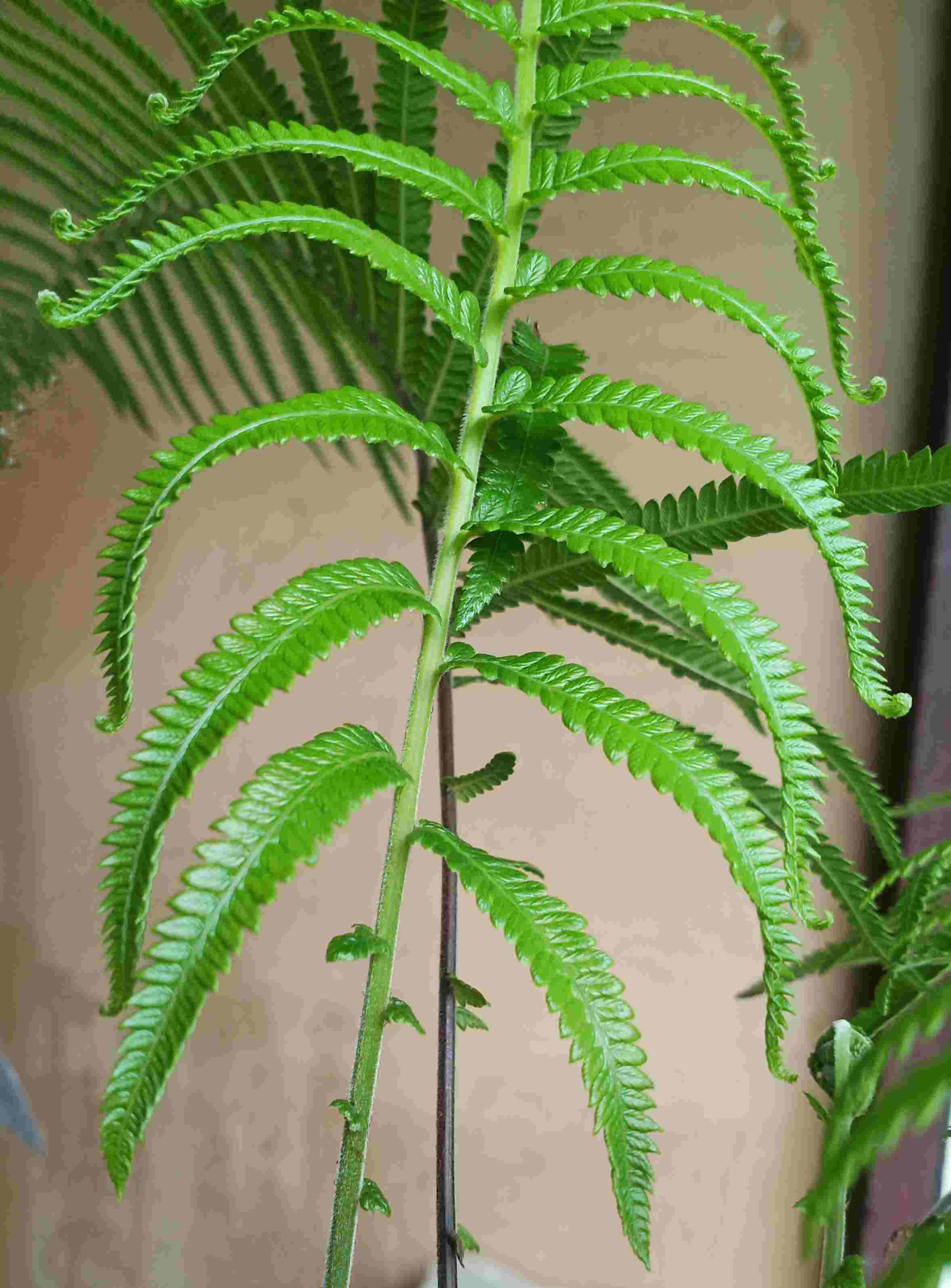 Cyclosorus aridus
