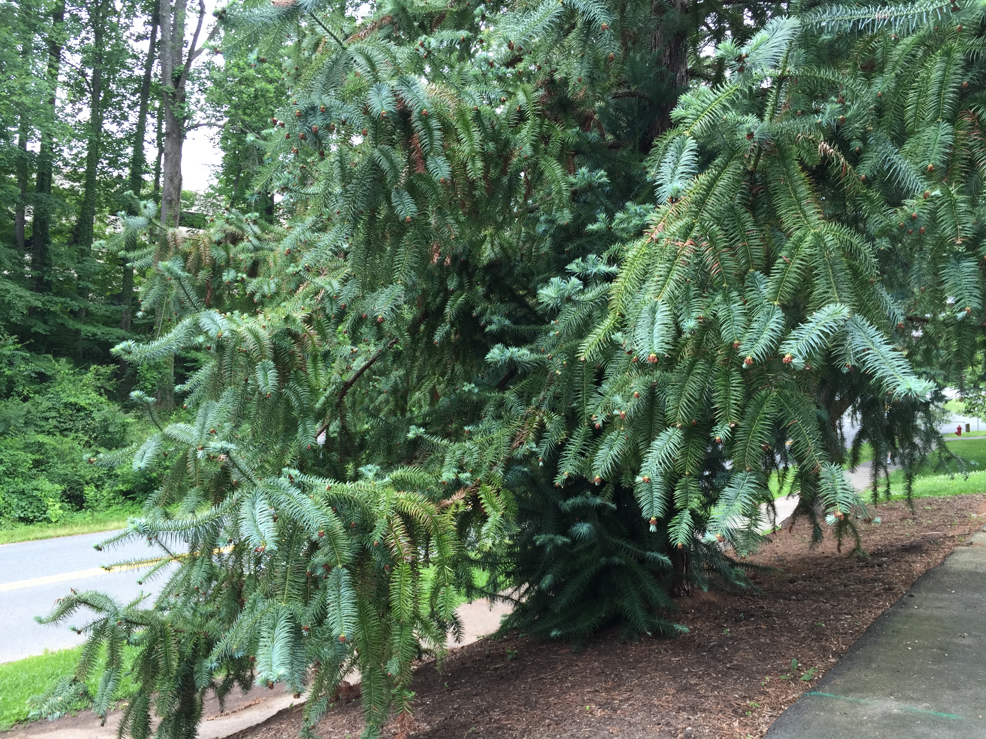 Cunninghamia lanceolata