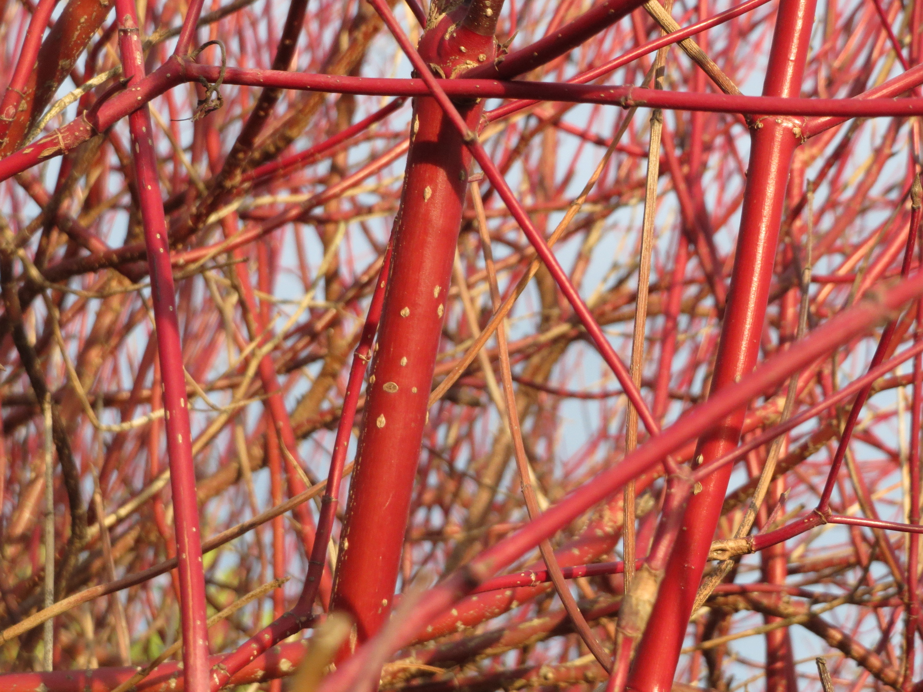Cornus alba