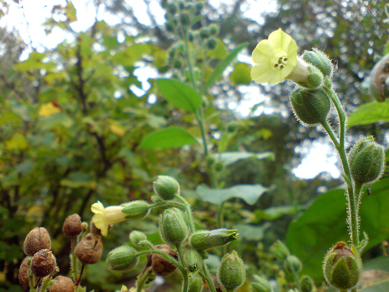 Aztec Rustica Tobacco