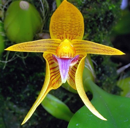 Bulbophyllum smitinandii